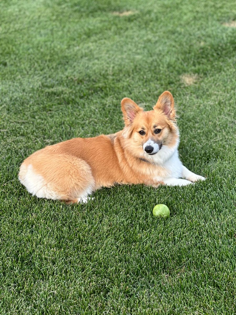 Charlotte, a fluffy red-and-white Pembroke Welsh corgi, lying on green grass with a tennis ball in front of her