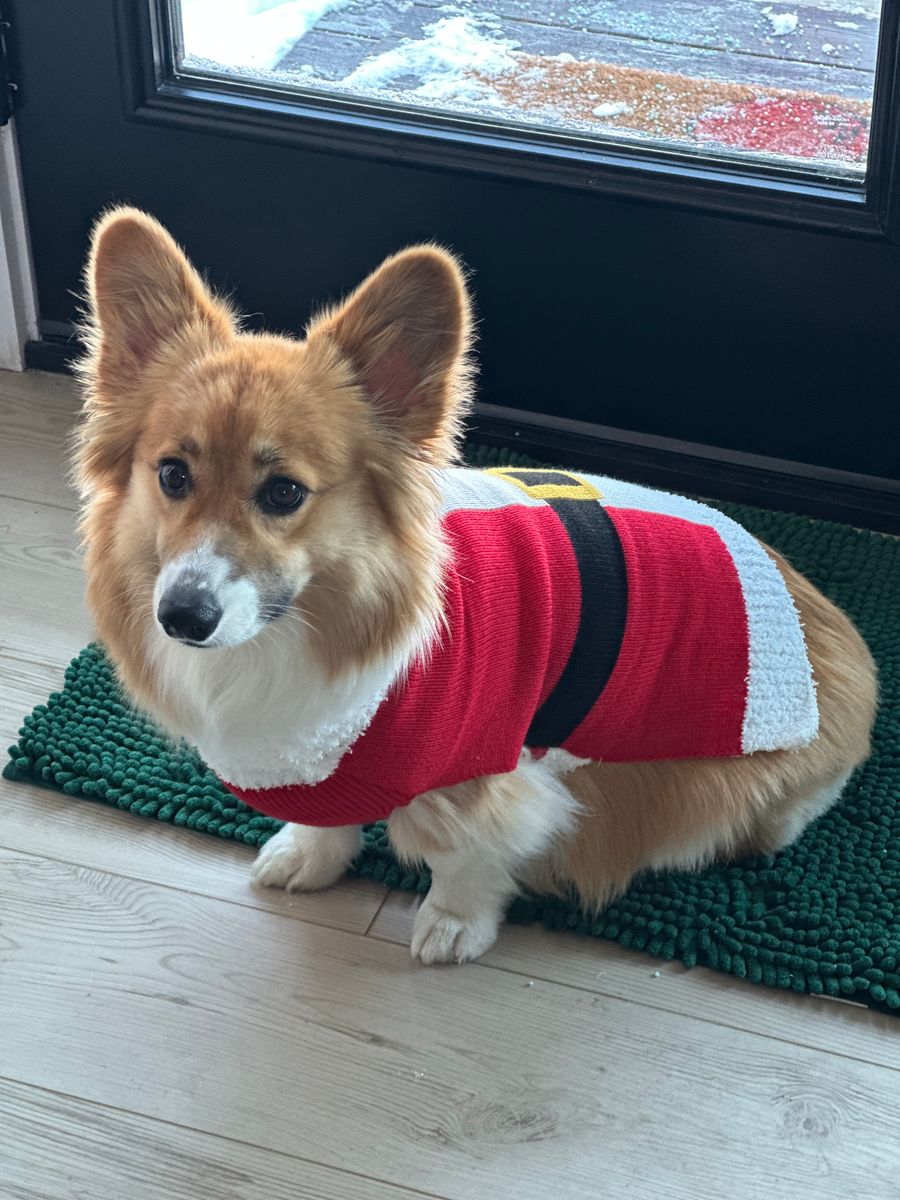 Charlotte the corgi wearing a red Santa sweater with a black belt, standing on a green mat by the front door