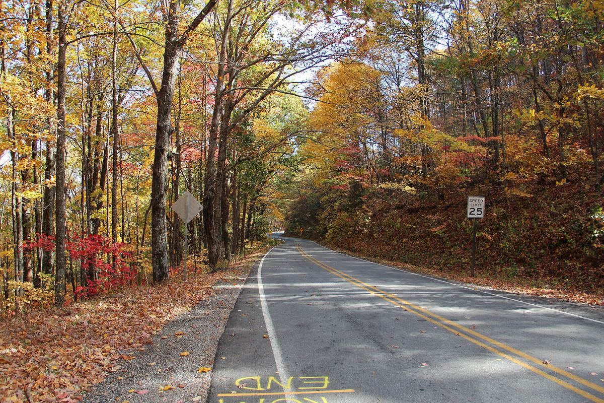 A two-lane road curving through tall trees in yellow and orange fall color
